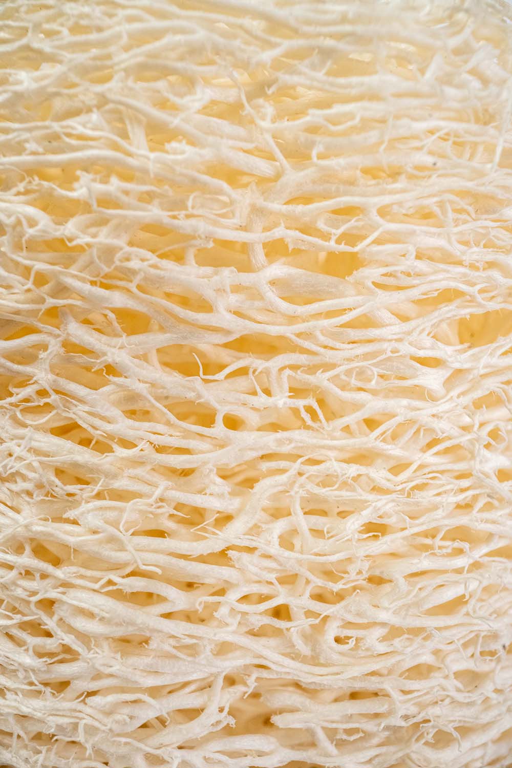 Loofah